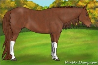 Horse Color:Chestnut  Brindle