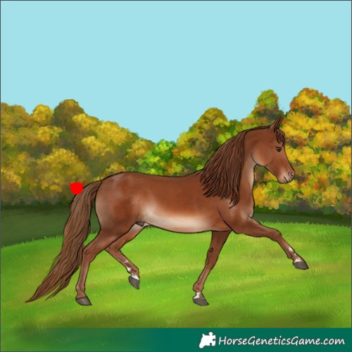 Horse Color:Chestnut  and Chestnut 