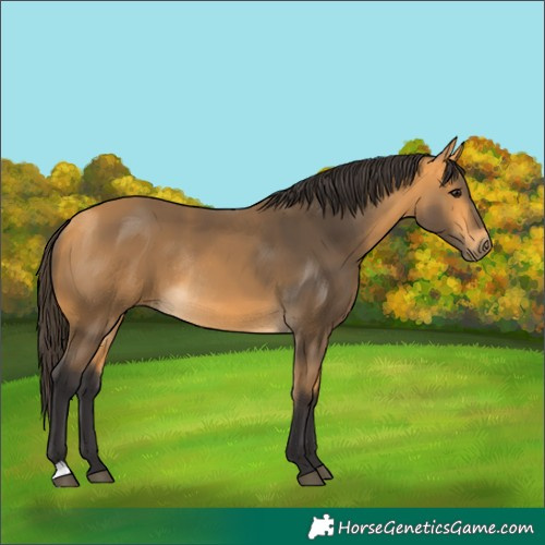 Horse Color:Buckskin Rabicano