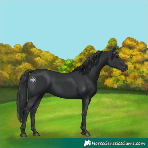 Horse Color:Black 