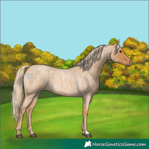 Horse Color:Palomino Roan