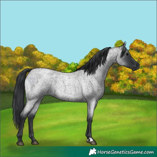 Horse Color:Blue Roan 