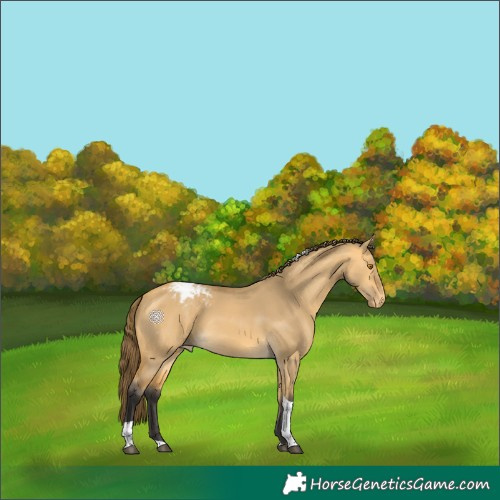 Horse Color:Buckskin Dun Tobiano Varnish 