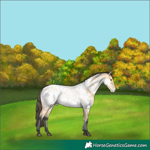 Horse Color:Buckskin Near Leopard