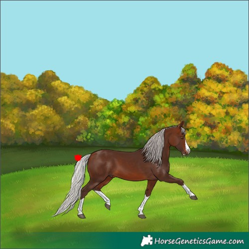 Horse Color:Silver Brown Splash
