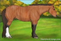 Horse Color:Bay  Brindle