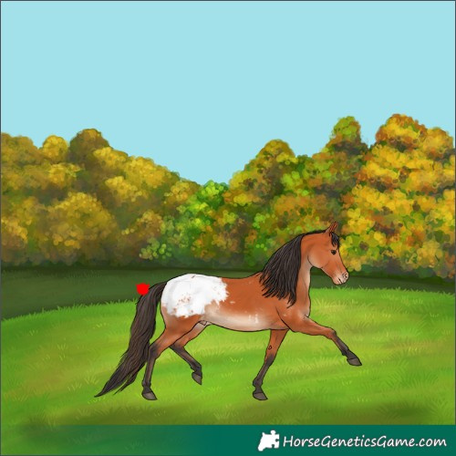 Horse Color:Bay Snowcap