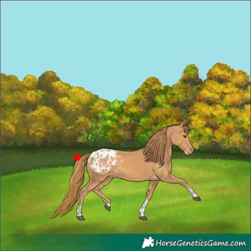 Horse Color:Chestnut Tobiano Blanket