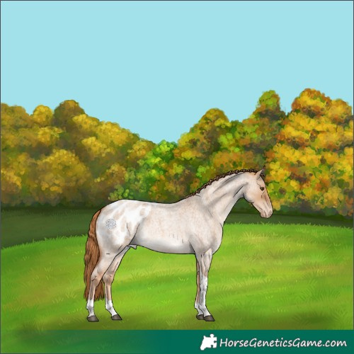 Horse Color:Red Dun Roan Tobiano Blanket