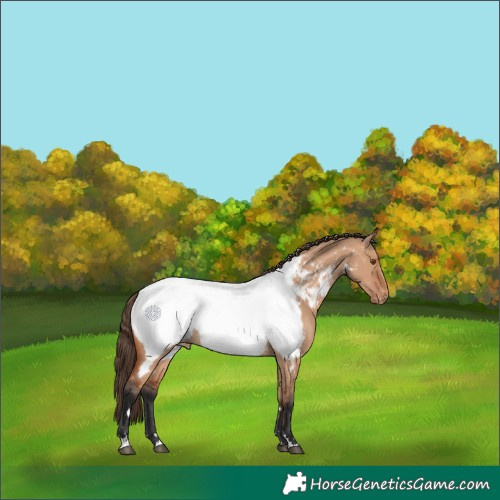 Horse Color:Bay Dun Near Fewspot 