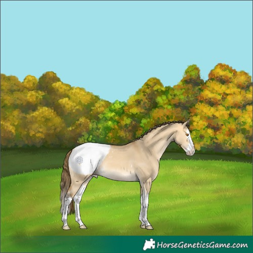 Horse Color:Buckskin Dun Splash Snowcap