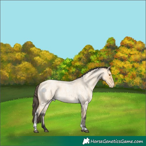 Horse Color:Buckskin Roan Tobiano Varnish