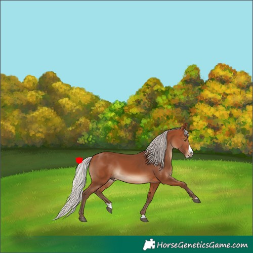 Horse Color:Silver Bay Splash