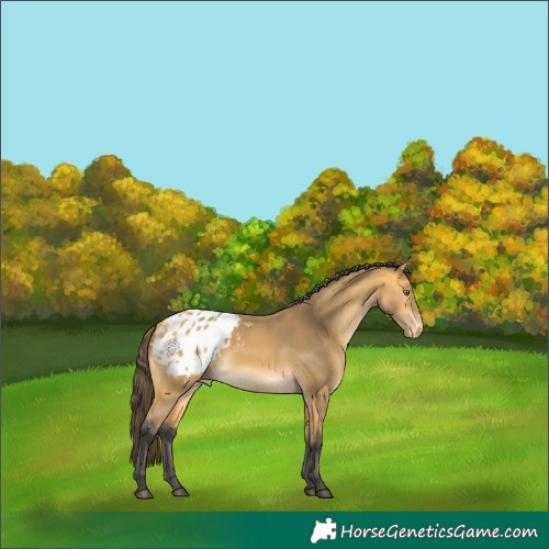 Horse Color:Buckskin Blanket