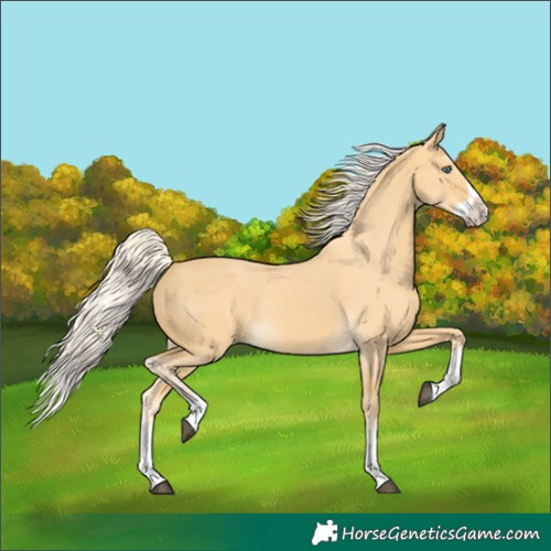 Horse Color:Silver Buckskin Dun Splash 