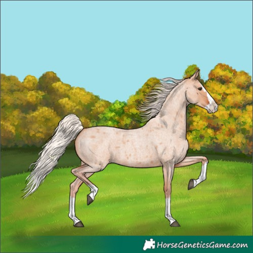 Horse Color:Silver Bay Roan Dun Splash 