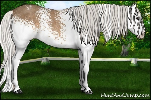 Horse Color:White Spotted Silver Buckskin Splash Rabicano 