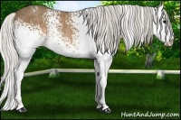 Horse Color:White Spotted Silver Buckskin Splash Rabicano