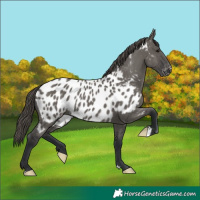 Horse Color:Grullo Near Leopard 