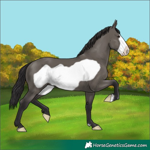 Horse Color:Smoky Grullo Frame 