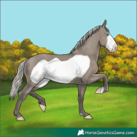 Horse Color:Silver Smoky Grullo Frame 