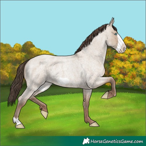 Horse Color:Classic Champagne Roan Dun Frame