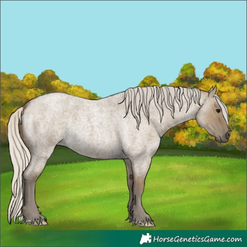 Horse Color:Silver Smoky Grullo Roan 