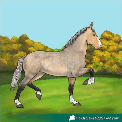 Horse Color:Unknown