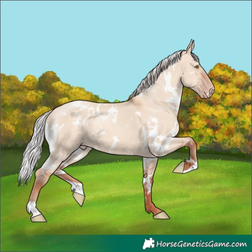Horse Color:White Spotted Silver Classic Champagne Dun