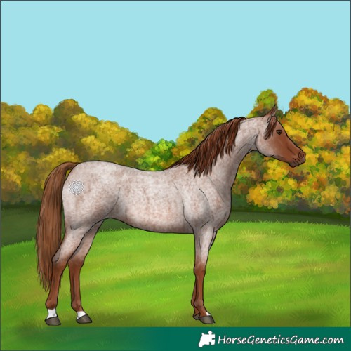 Horse Color:Red Roan 