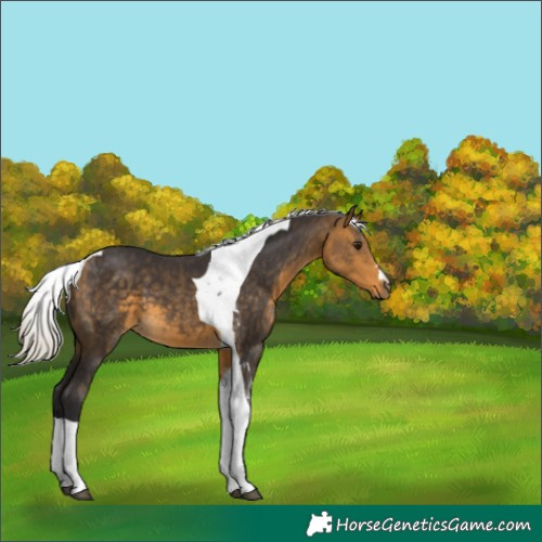 Horse Color:Silver Buckskin Tobiano 