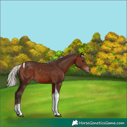 Horse Color:Silver Bay Tobiano