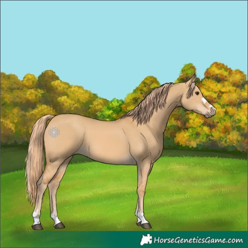 Horse Color:Red Dun