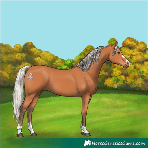 Horse Color:Silver Bay 