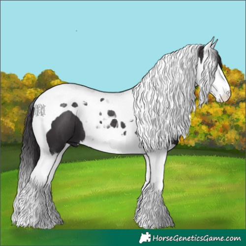 Horse Color:Smoky Black Splash Tobiano 