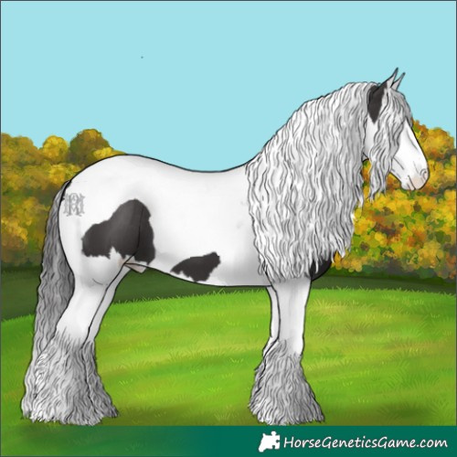 Horse Color:Smoky Black Splash Tobiano