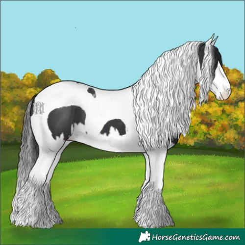 Horse Color:Black Splash Tobiano