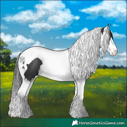 Horse Color:Black Splash Tobiano