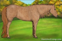 Horse Color:Chestnut Brindle