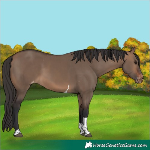Horse Color:Brown Dun Tobiano Appaloosa