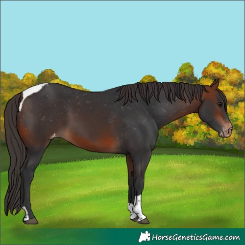 Horse Color:Bay Tobiano Appaloosa