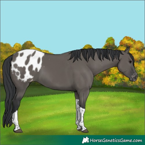 Horse Color:Grullo Tobiano Appaloosa