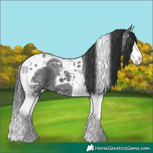 Horse Color:Black Ice Splash Tobiano