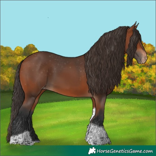 Horse Color:Bay Tobiano Appaloosa