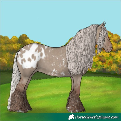 Horse Color:Silver Grullo Appaloosa