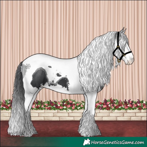 Horse Color:Black Sabino Splash Tobiano 