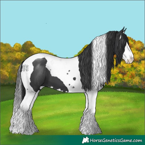 Horse Color:Black Sabino Splash Tobiano
