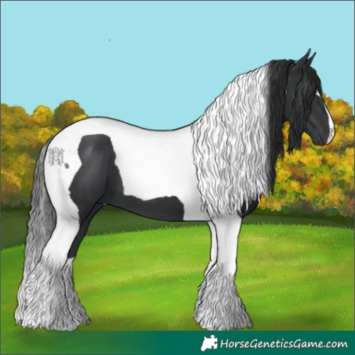 Horse Color:Black Tobiano 