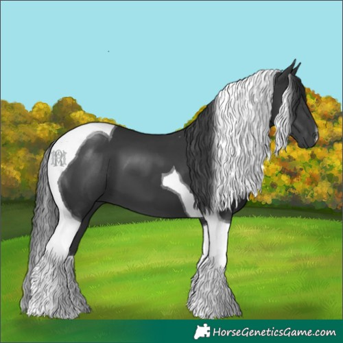 Horse Color:Black Tobiano