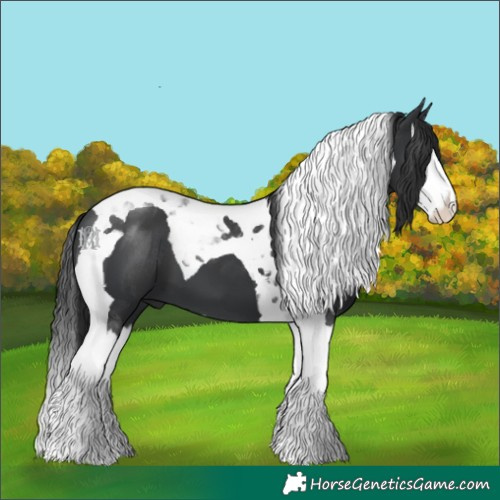 Horse Color:Black Splash Tobiano